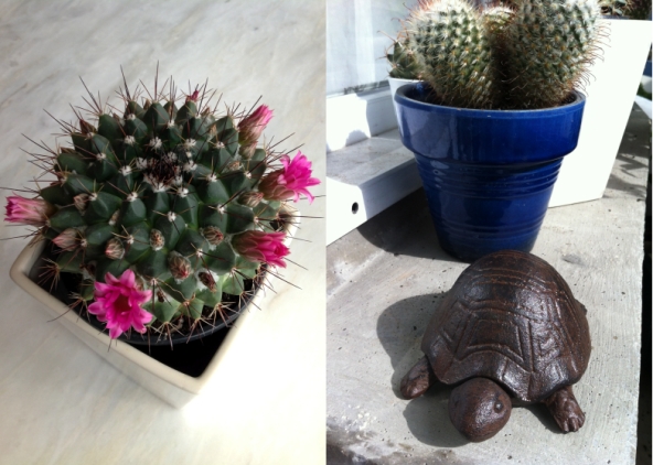 Cactus en fleurs et notre petite tortue
