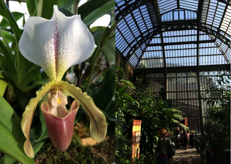 Expo-paris-mille-et-une-orchidee-jardin-des-plantes-05